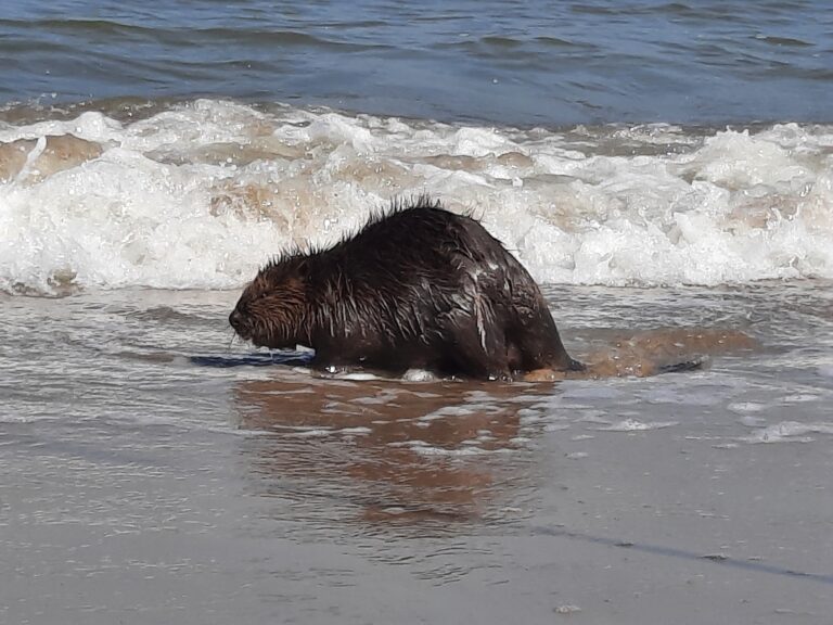 Bever in Bredene